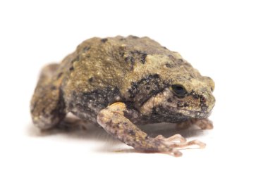 Ayrıca tombul ya da kabarcık kurbağası olarak da bilinir. Bu kurbağa, beyaz arka planda izole edilmiş Güneydoğu Asya 'ya özgüdür.