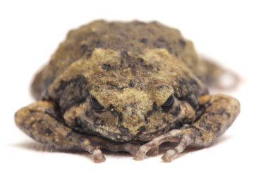 Ayrıca tombul ya da kabarcık kurbağası olarak da bilinir. Bu kurbağa, beyaz arka planda izole edilmiş Güneydoğu Asya 'ya özgüdür.