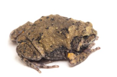 Ayrıca tombul ya da kabarcık kurbağası olarak da bilinir. Bu kurbağa, beyaz arka planda izole edilmiş Güneydoğu Asya 'ya özgüdür.