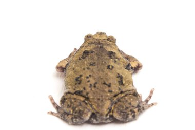 Ayrıca tombul ya da kabarcık kurbağası olarak da bilinir. Bu kurbağa, beyaz arka planda izole edilmiş Güneydoğu Asya 'ya özgüdür.