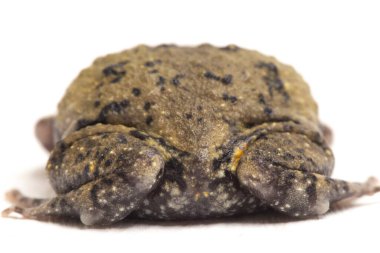 Ayrıca tombul ya da kabarcık kurbağası olarak da bilinir. Bu kurbağa, beyaz arka planda izole edilmiş Güneydoğu Asya 'ya özgüdür.