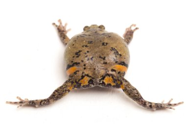 Ayrıca tombul ya da kabarcık kurbağası olarak da bilinir. Bu kurbağa, beyaz arka planda izole edilmiş Güneydoğu Asya 'ya özgüdür.