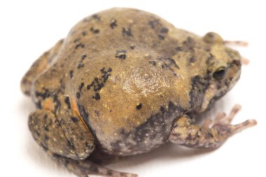 Ayrıca tombul ya da kabarcık kurbağası olarak da bilinir. Bu kurbağa, beyaz arka planda izole edilmiş Güneydoğu Asya 'ya özgüdür.