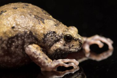 Bu kurbağa ayrıca tombul ya da baloncuk kurbağası olarak da bilinir. Bu kurbağa, siyah arka planda izole edilmiş Güneydoğu Asya 'ya özgüdür.