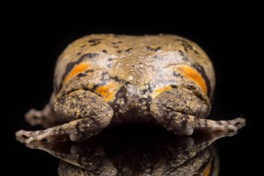 Bu kurbağa ayrıca tombul ya da baloncuk kurbağası olarak da bilinir. Bu kurbağa, siyah arka planda izole edilmiş Güneydoğu Asya 'ya özgüdür.