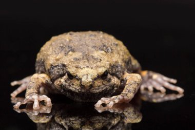 Bu kurbağa ayrıca tombul ya da baloncuk kurbağası olarak da bilinir. Bu kurbağa, siyah arka planda izole edilmiş Güneydoğu Asya 'ya özgüdür.