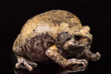 Bu kurbağa ayrıca tombul ya da baloncuk kurbağası olarak da bilinir. Bu kurbağa, siyah arka planda izole edilmiş Güneydoğu Asya 'ya özgüdür.