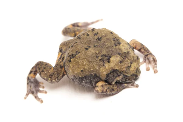 불개구리 Banded Bullfrog 아시아좁은 두꺼비 Asian Nargumouth Toads 개구리 Chubby — 스톡 사진