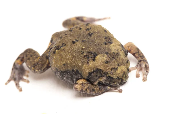 불개구리 Banded Bullfrog 아시아좁은 두꺼비 Asian Nargumouth Toads 개구리 Chubby — 스톡 사진