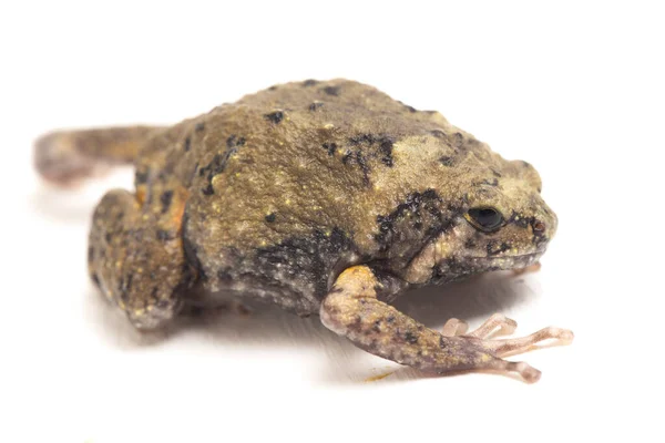 Banded Bullfrog Sapos Boca Estrecha Asiáticos También Sabe Gordito Rana — Foto de Stock