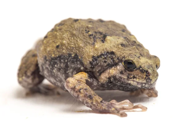 Banded Bullfrog Sapos Boca Estrecha Asiáticos También Sabe Gordito Rana —  Fotos de Stock