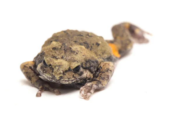 Ayrıca Tombul Kabarcık Kurbağası Olarak Bilinir Kurbağa Beyaz Arka Planda — Stok fotoğraf