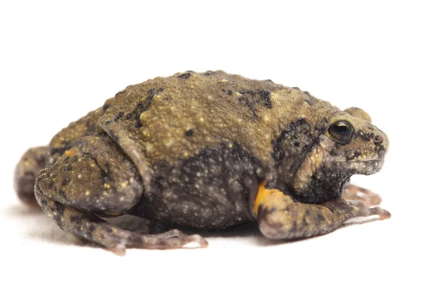 Banded Bullfrog Sapos Boca Estrecha Asiáticos También Sabe Gordito Rana —  Fotos de Stock