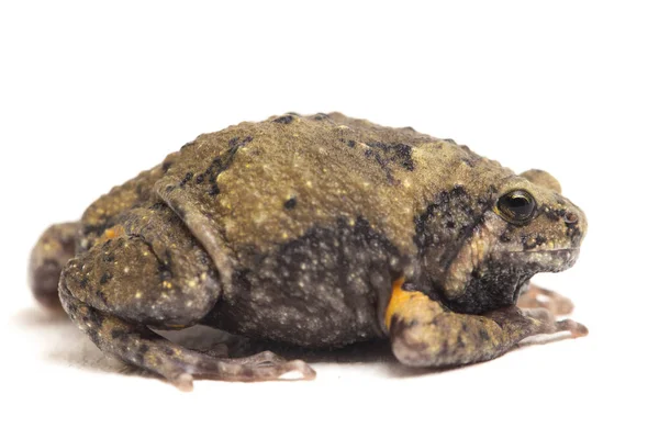 Banded Bullfrog Sapos Boca Estrecha Asiáticos También Sabe Gordito Rana —  Fotos de Stock