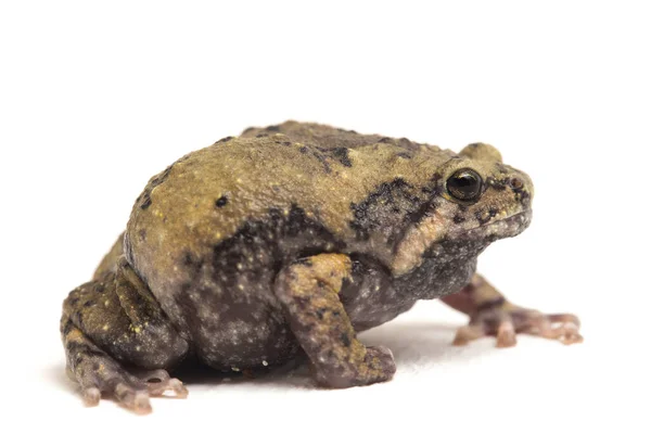 Banded Bullfrog Sapos Boca Estrecha Asiáticos También Sabe Gordito Rana — Foto de Stock