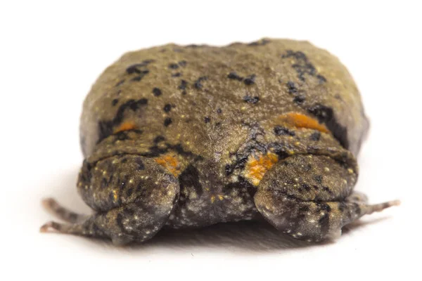 stock image Banded bullfrog or Asian narrowmouth toads It also know chubby or bubble frog This frog is native to Southeast Asia isolated on white background