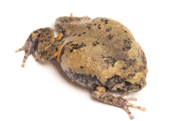 Banded Bullfrog Sapos Boca Estrecha Asiáticos También Sabe Gordito Rana —  Fotos de Stock