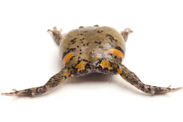 Banded Bullfrog Sapos Boca Estrecha Asiáticos También Sabe Gordito Rana —  Fotos de Stock