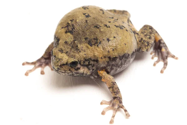 Ayrıca Tombul Kabarcık Kurbağası Olarak Bilinir Kurbağa Beyaz Arka Planda — Stok fotoğraf