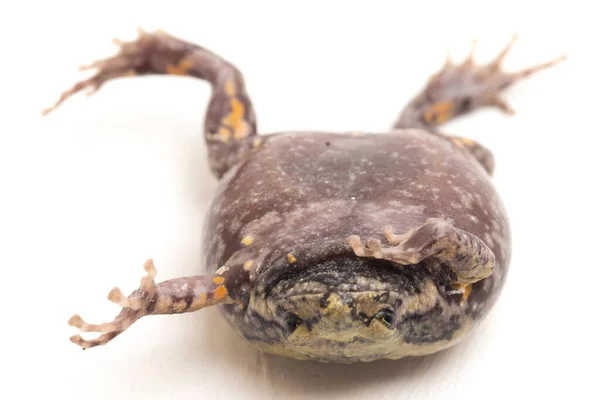 Banded Bullfrog Asian Narrowmouth Toads Also Know Chubby Bubble Frog — Stock Photo, Image