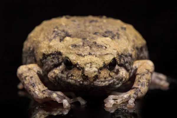 Banded Bullfrog Sapos Boca Estrecha Asiáticos También Sabe Gordito Rana — Foto de Stock