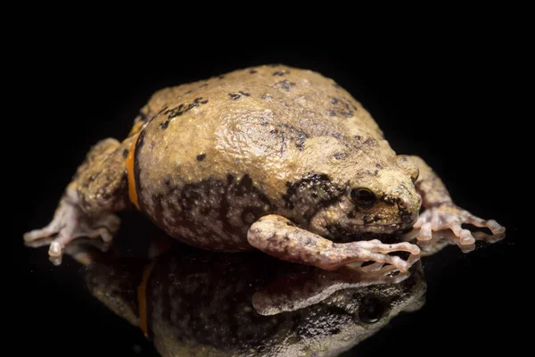 Kurbağa Ayrıca Tombul Baloncuk Kurbağası Olarak Bilinir Kurbağa Siyah Arka — Stok fotoğraf