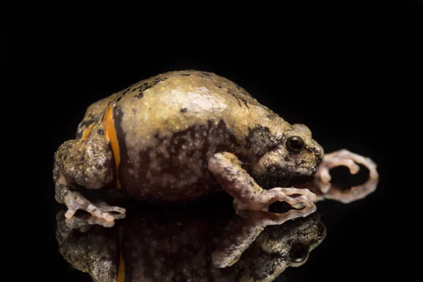 Banded Bullfrog Sapos Boca Estrecha Asiáticos También Sabe Gordito Rana — Foto de Stock