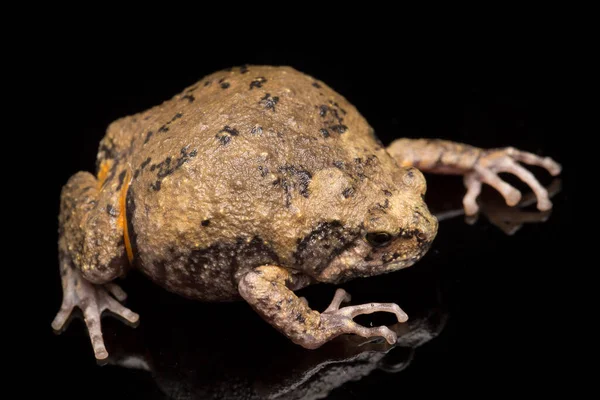 Banded Bullfrog Sapos Boca Estrecha Asiáticos También Sabe Gordito Rana —  Fotos de Stock