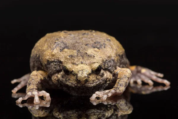 Banded Bullfrog Asian Narrowmouth Toads Also Know Chubby Bubble Frog — Stock Photo, Image