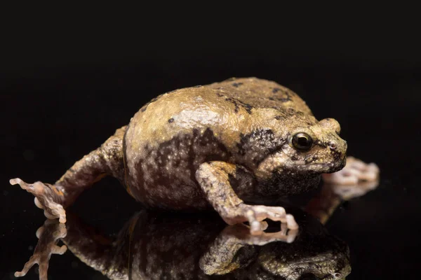 Αλυσοδεμένος Βάτραχος Ασιατικοί Βάτραχοι Στενόστομοι Γνωρίζει Επίσης Παχουλός Βάτραχος Φούσκας — Φωτογραφία Αρχείου