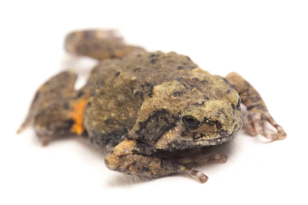 Banded Bullfrog Asian Narrowmouth Toads Also Know Chubby Bubble Frog Stock Photo