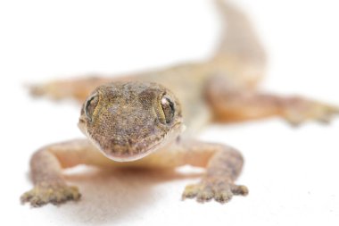 Beyaz arkaplanda izole Asyalı Ev Kertenkelesi (hemidactylus) veya genel kertenkele