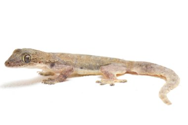 Beyaz arkaplanda izole Asyalı Ev Kertenkelesi (hemidactylus) veya genel kertenkele