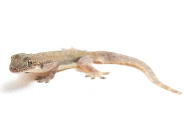 Beyaz arkaplanda izole Asyalı Ev Kertenkelesi (hemidactylus) veya genel kertenkele