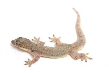 Beyaz arkaplanda izole Asyalı Ev Kertenkelesi (hemidactylus) veya genel kertenkele
