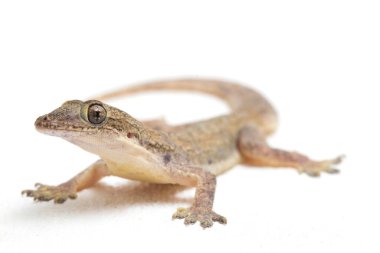 Beyaz arkaplanda izole Asyalı Ev Kertenkelesi (hemidactylus) veya genel kertenkele