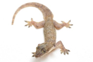 Beyaz arkaplanda izole Asyalı Ev Kertenkelesi (hemidactylus) veya genel kertenkele