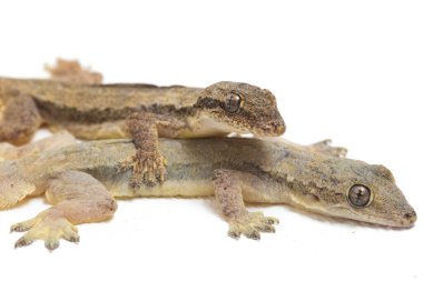 Beyaz arkaplanda izole Asyalı Ev Kertenkelesi (hemidactylus) veya genel kertenkele