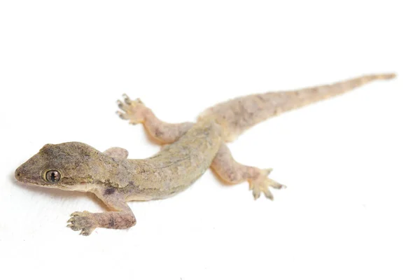 Lagarto Asiático Casa Hemidactylus Gecko Comum Isolado Fundo Branco — Fotografia de Stock