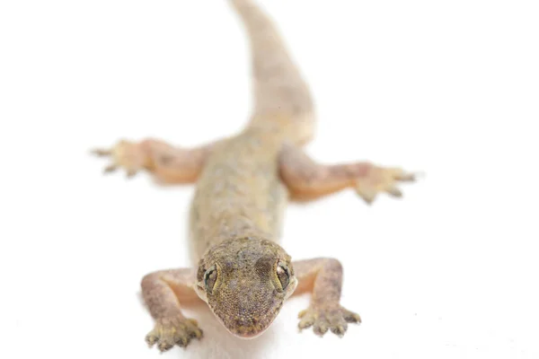 Beyaz Arkaplanda Izole Asyalı Kertenkelesi Hemidactylus Veya Genel Kertenkele — Stok fotoğraf