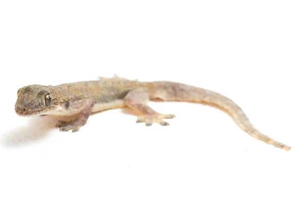 Lagarto Asiático Casa Hemidactylus Gecko Comum Isolado Fundo Branco — Fotografia de Stock