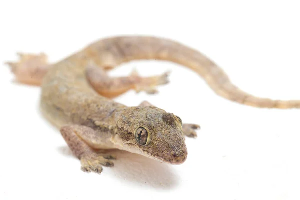 Lagarto Asiático Casa Hemidactylus Gecko Comum Isolado Fundo Branco — Fotografia de Stock