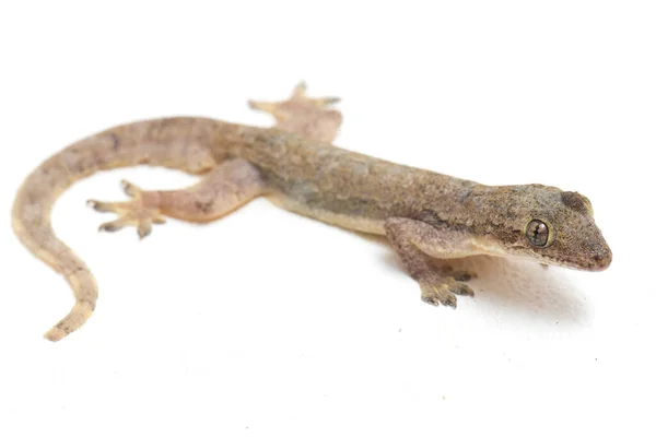 Lagarto Asiático Casa Hemidactylus Gecko Comum Isolado Fundo Branco — Fotografia de Stock