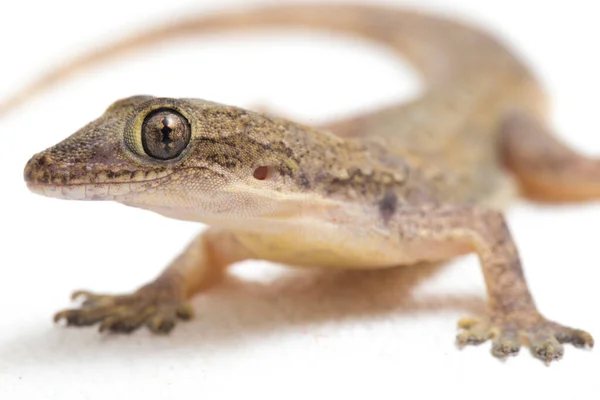 Asijské Dům Ještěrka Hemidactylus Nebo Společné Gekona Izolované Bílém Pozadí — Stock fotografie