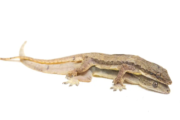 Lézard Domestique Asiatique Hemidactylus Gecko Commun Isolé Sur Fond Blanc — Photo