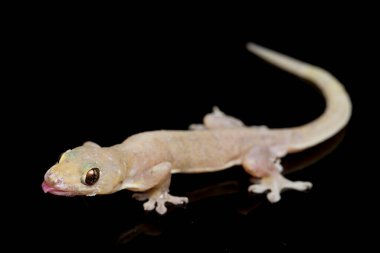 Asya Evi kertenkelesi (hemidactylus) veya siyah arkaplanda izole edilmiş genel kertenkele