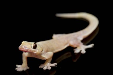 Asya Evi kertenkelesi (hemidactylus) veya siyah arkaplanda izole edilmiş genel kertenkele