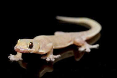 Asya Evi kertenkelesi (hemidactylus) veya siyah arkaplanda izole edilmiş genel kertenkele