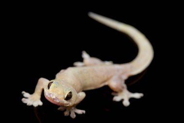 Asya Evi kertenkelesi (hemidactylus) veya siyah arkaplanda izole edilmiş genel kertenkele