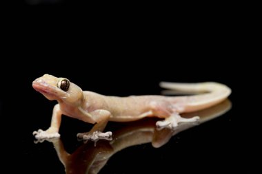 Asya Evi kertenkelesi (hemidactylus) veya siyah arkaplanda izole edilmiş genel kertenkele